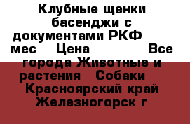 Клубные щенки басенджи с документами РКФ - 2,5 мес. › Цена ­ 20 000 - Все города Животные и растения » Собаки   . Красноярский край,Железногорск г.